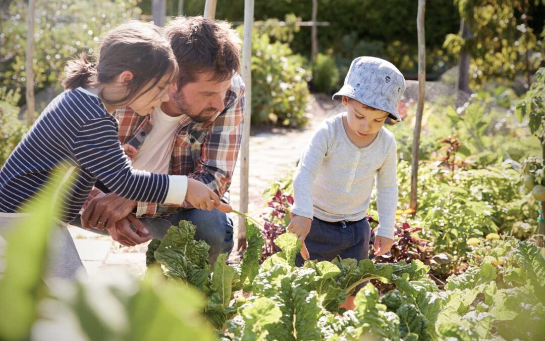 Działki RODos kiedyś i dziś