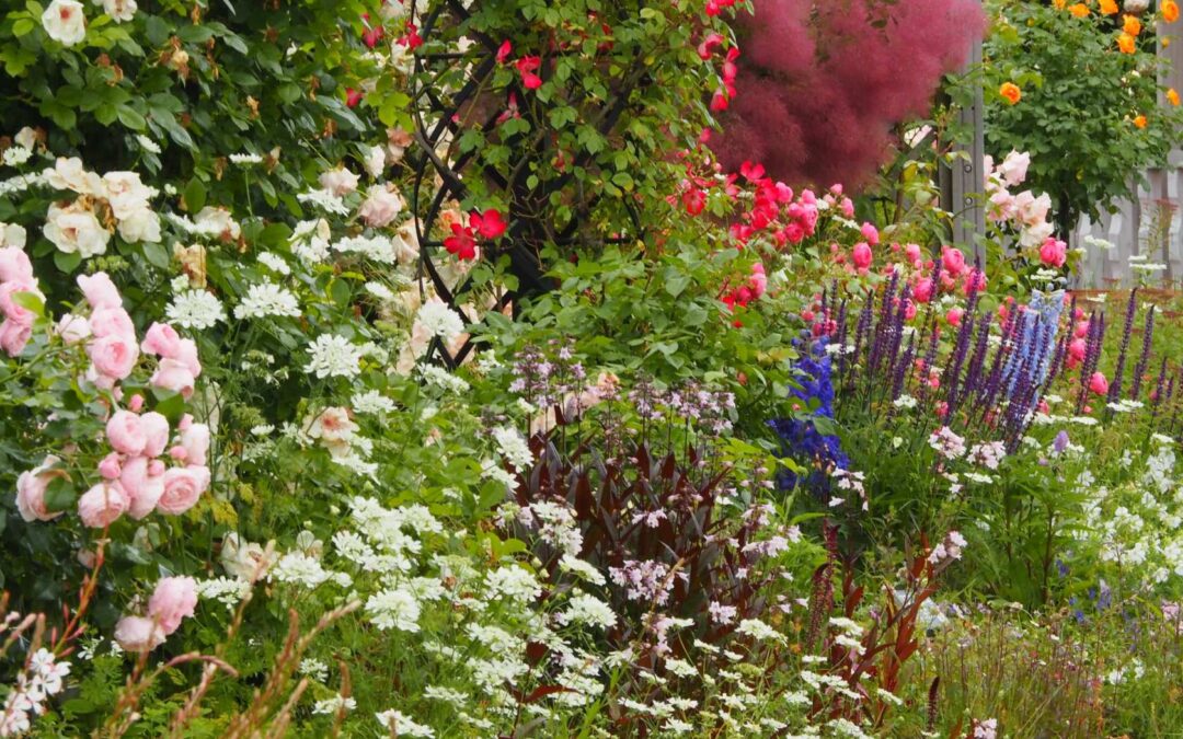 Kwiaty wieloletnie na działce ROD