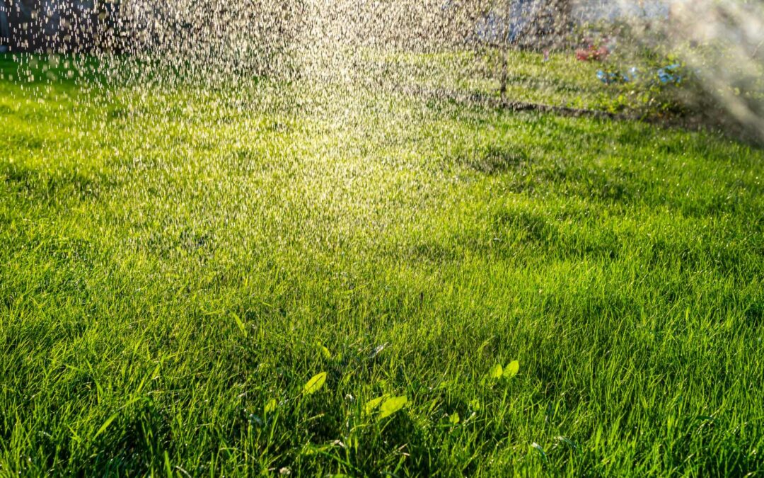 Trawnik na działce ROD – jak o niego dbać?